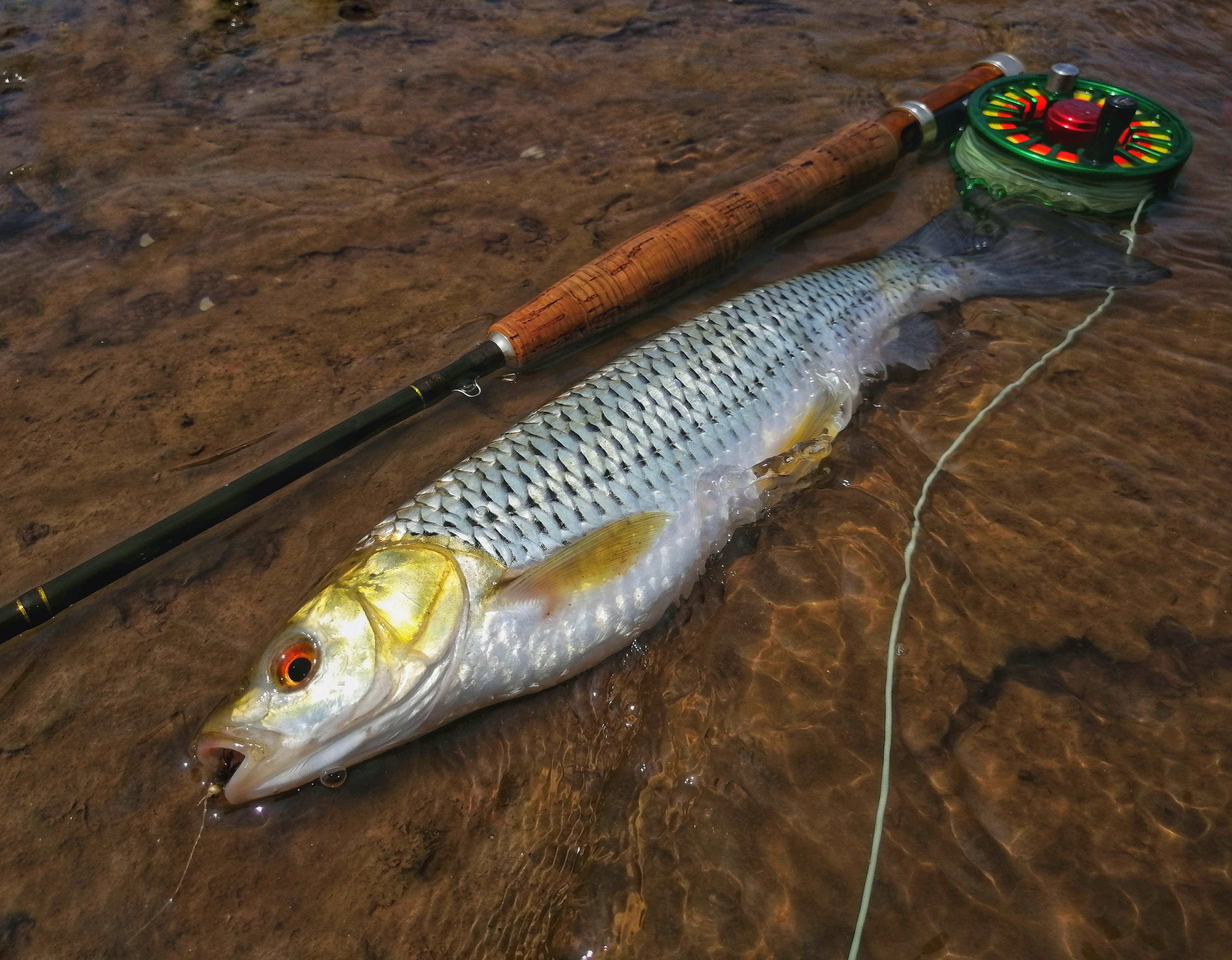 Fly Fishing For Barbel Chub In Xiang River