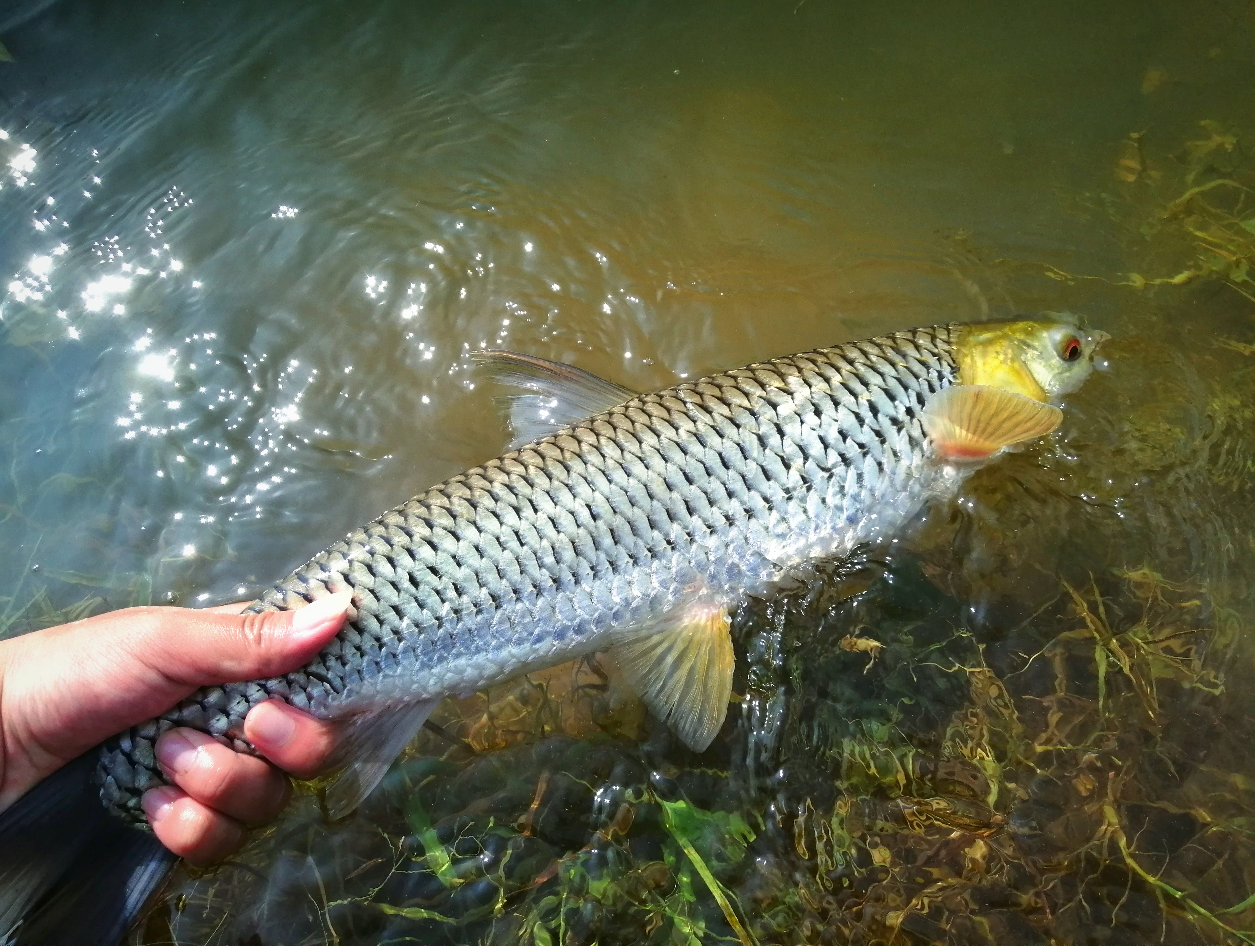 Fly Fishing In Xiang River