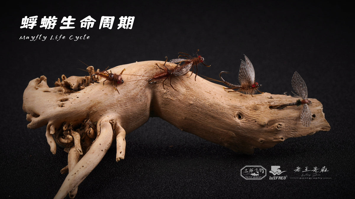 Mayfly life cycle