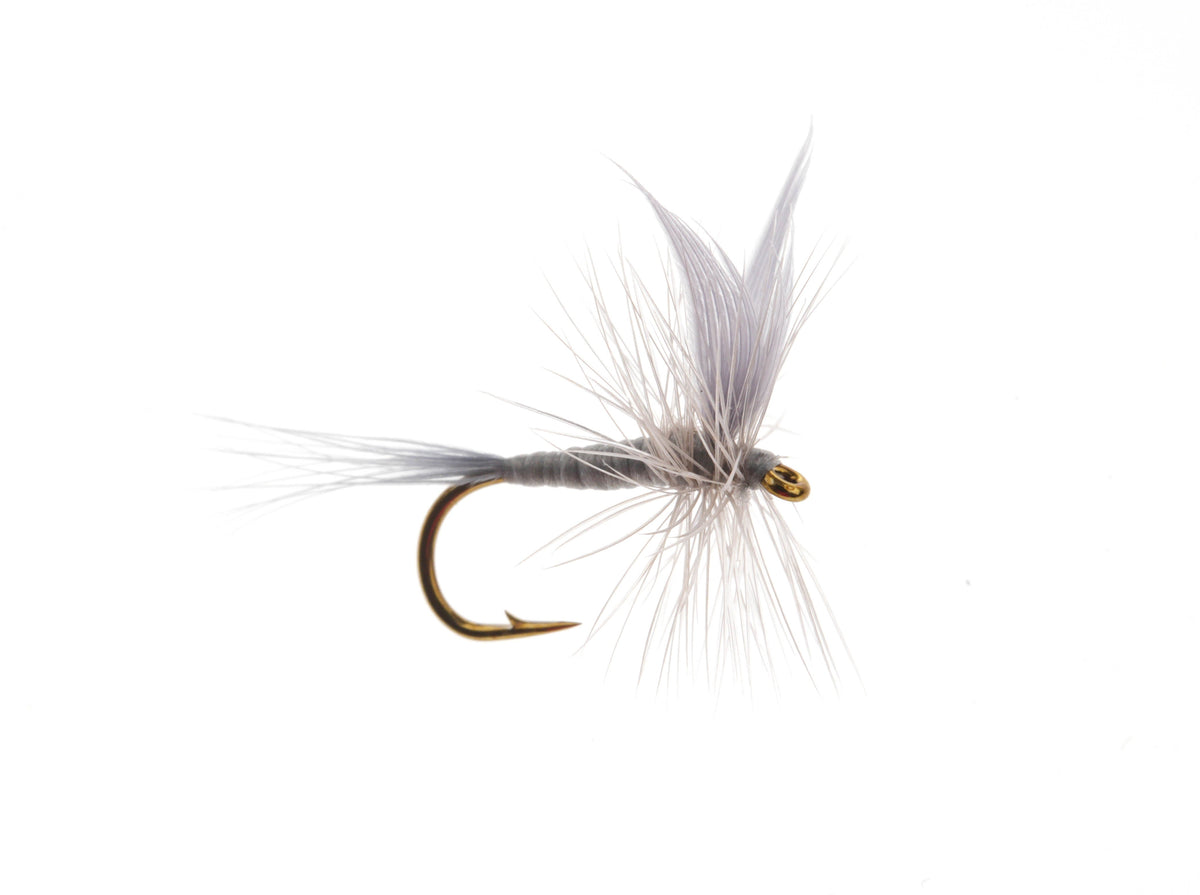 Studio product image of the Blue Dun, WIFREO style WY11123